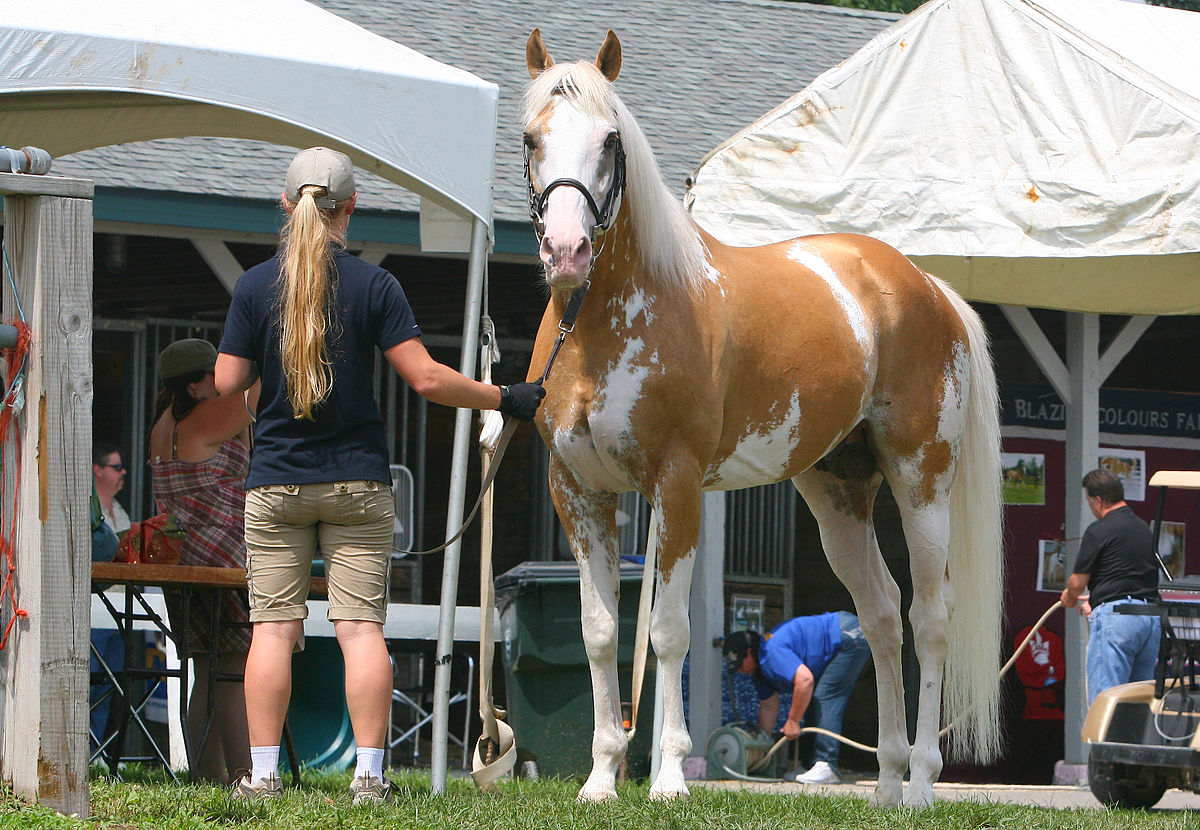 Palomino sabino Purebred Thoroughbred Stallion